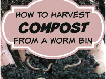 Learn how to harvest compost from a vermicomposting worm bin