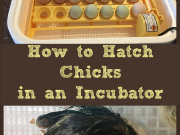 Hatching chicks in an incubator