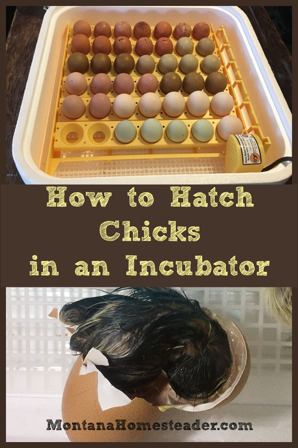 Hatching chicks in an incubator