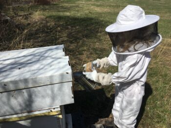 child learning how to be a beekeeper in a kid size beekeeping suit with veil and using the smoker to smoke hives