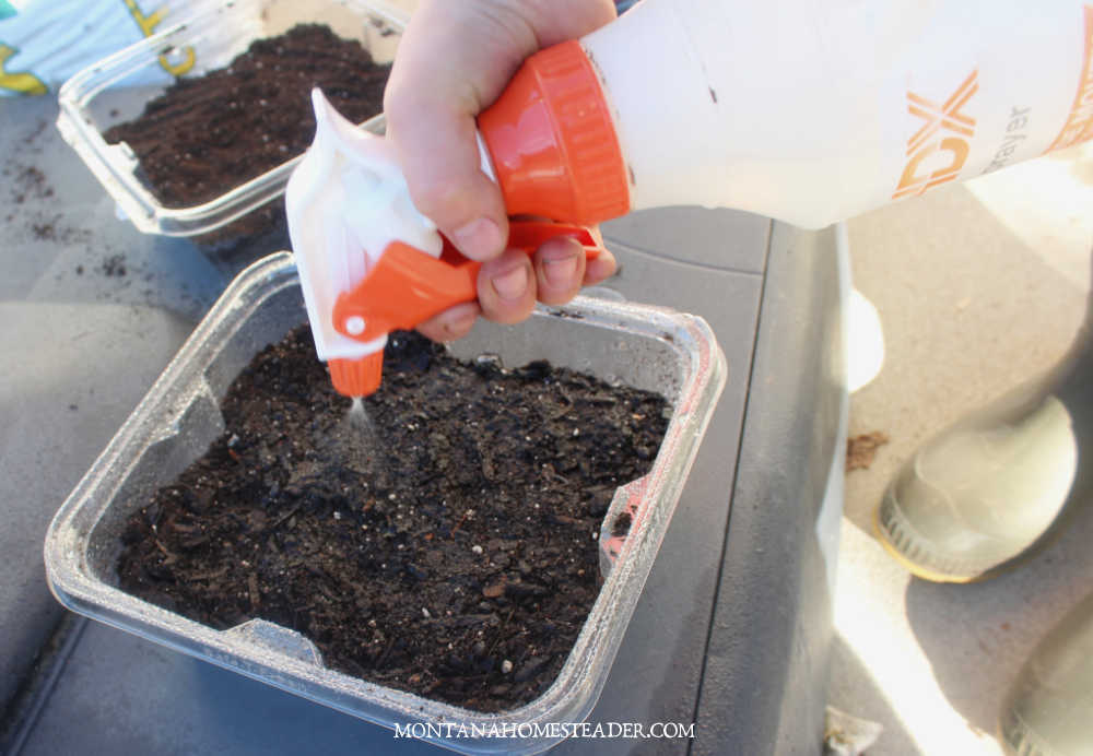 The best way to water vegetable garden seeds when starting indoors using a spritz bottle of water to gently water potting soil seedling tray