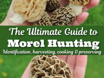 The ultimate guide to hunting for morel mushrooms identifying harvesting cooking preserving handful of golden yellow morel mushrooms