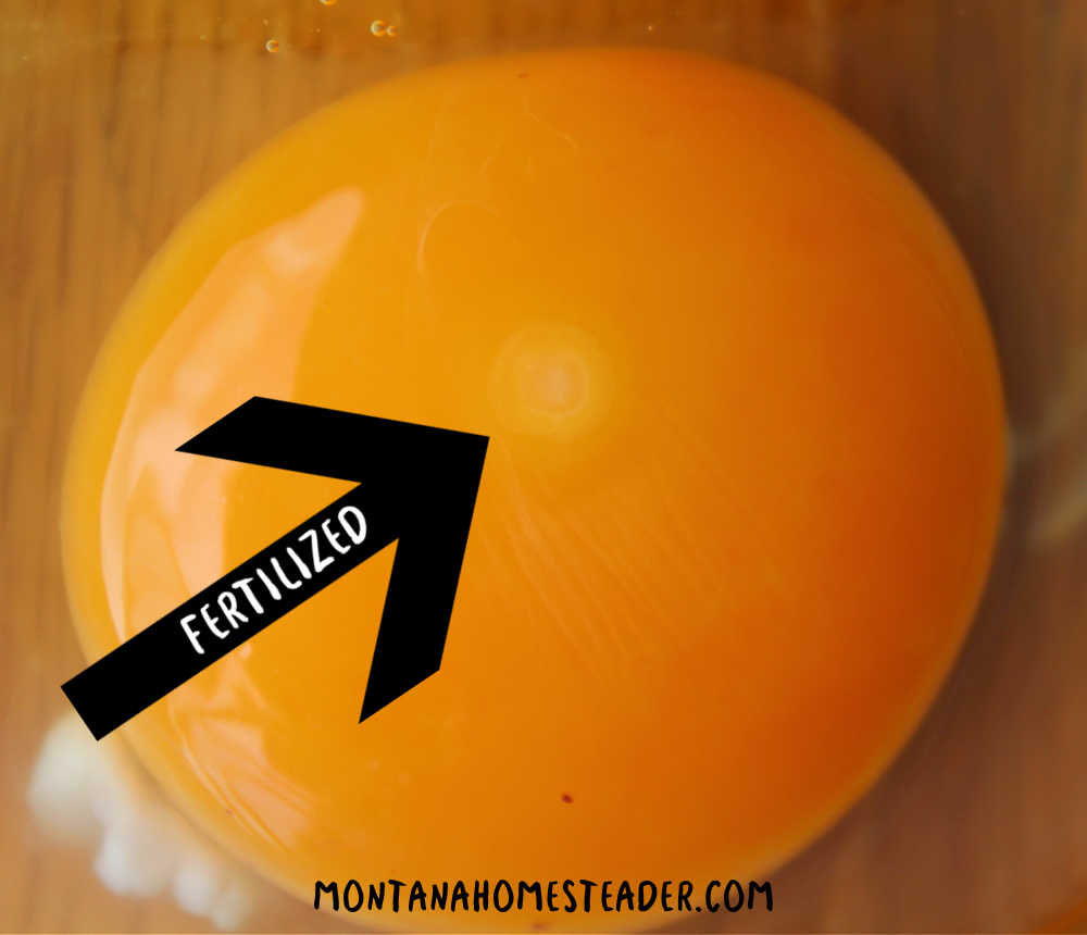 How to tell whether an egg is fertilised or not 