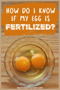How to Tell if a Chicken Egg is Fertilized - Montana Homesteader
