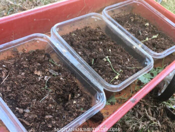 How to start vegetable garden seeds indoors in 7 easy steps