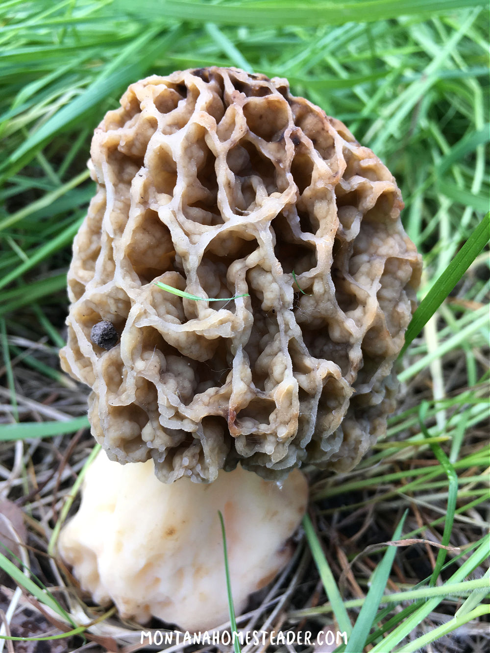 How to identify morel mushrooms difference between morel and false morel foraging hunting harvesting morels yellow morel mushroom growing in green grass