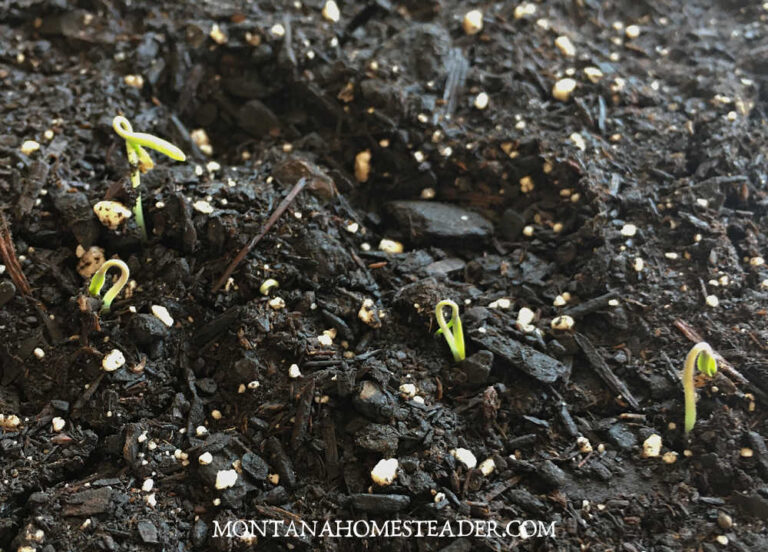How to start vegetable garden seeds indoors in 7 easy steps