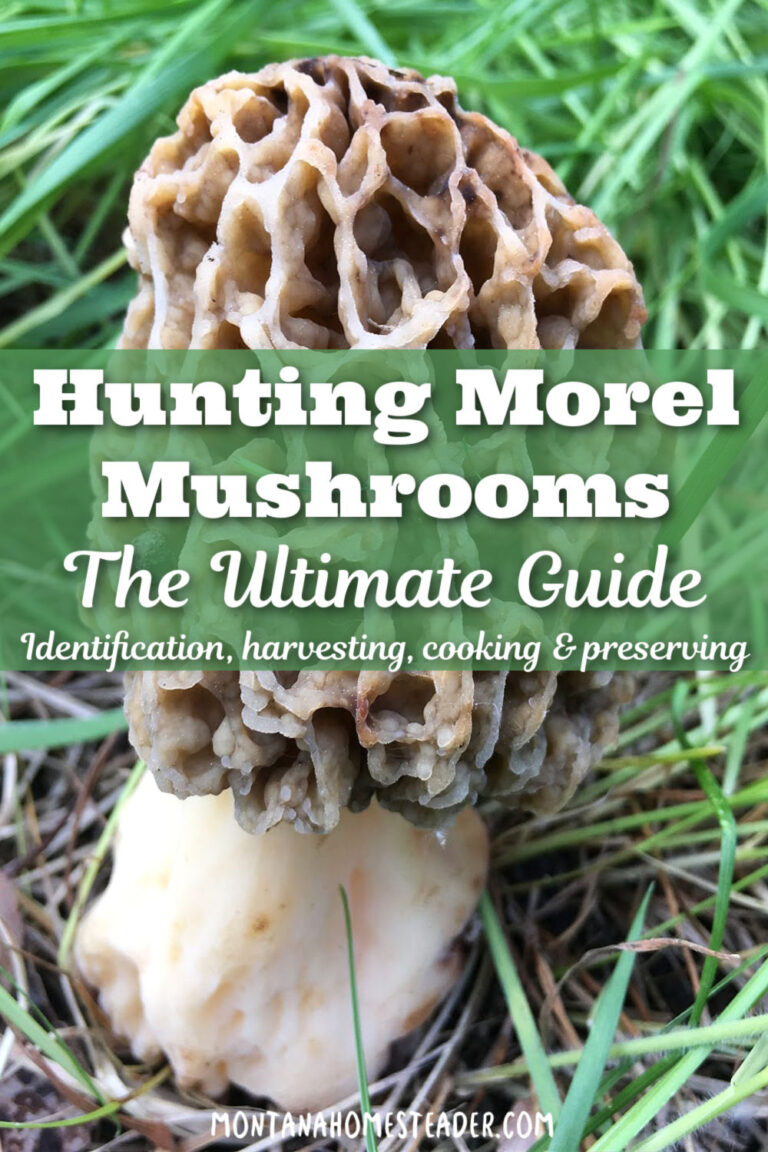 Morel Mushroom Hunting the Ultimate Guide