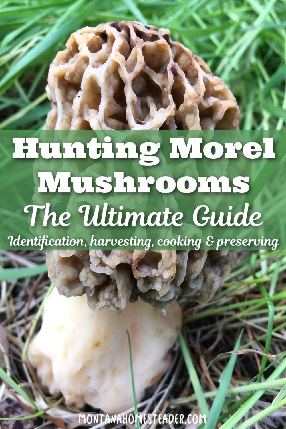Hunting morel mushrooms the ultimate guide morel identification foraging cooking preserving large yellow morel mushroom growing in grass