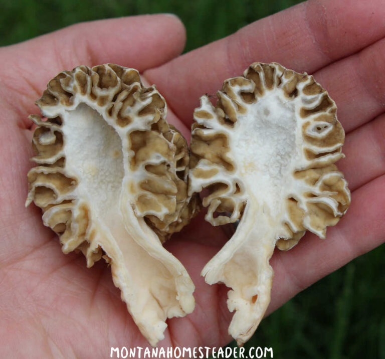 Morel Mushroom Hunting the Ultimate Guide