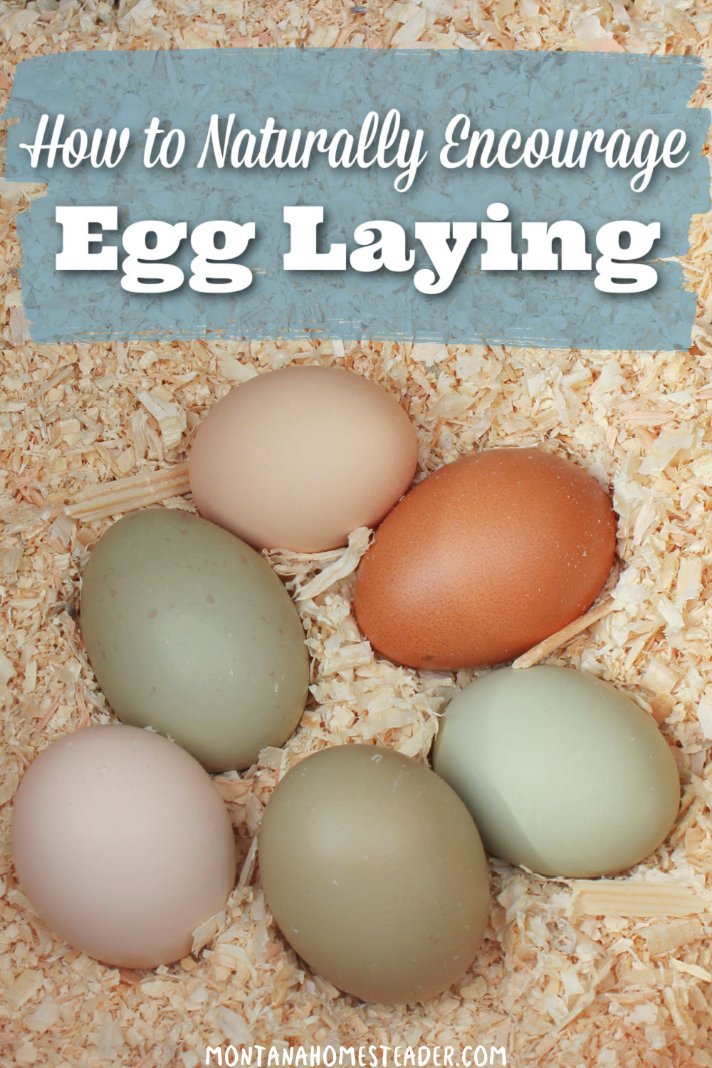 How to Naturally encourage egg laying in chickens what to feed chickens to lay more eggs pile of colorful brown green cream colored eggs in pine shavings nesting box in the chicken coop