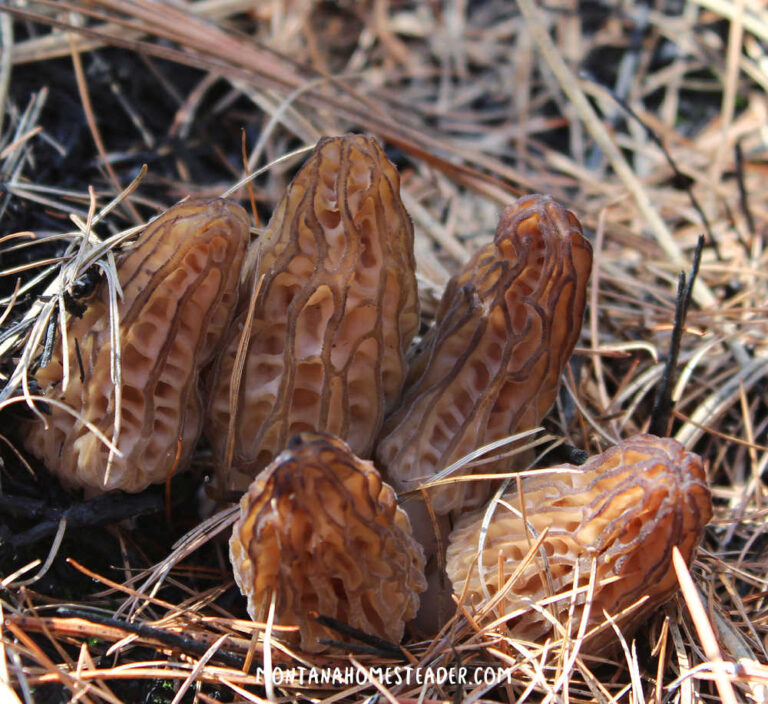 Morel Mushroom Hunting the Ultimate Guide