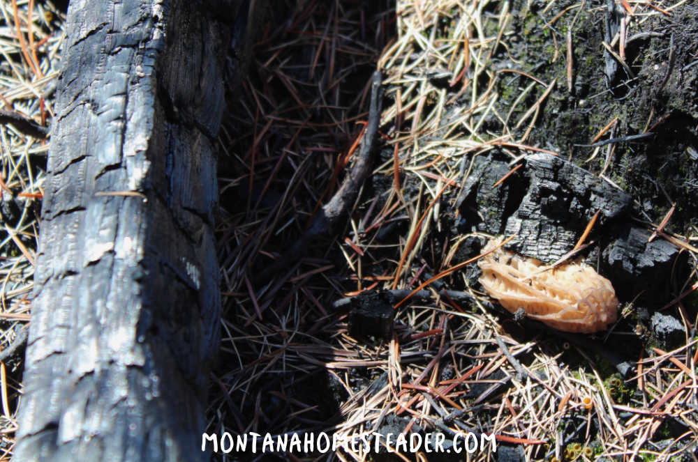 Where do morel mushrooms grow south facing slopes near downed trees logs morel mushroom growing out of burned log on the ground in pine needles