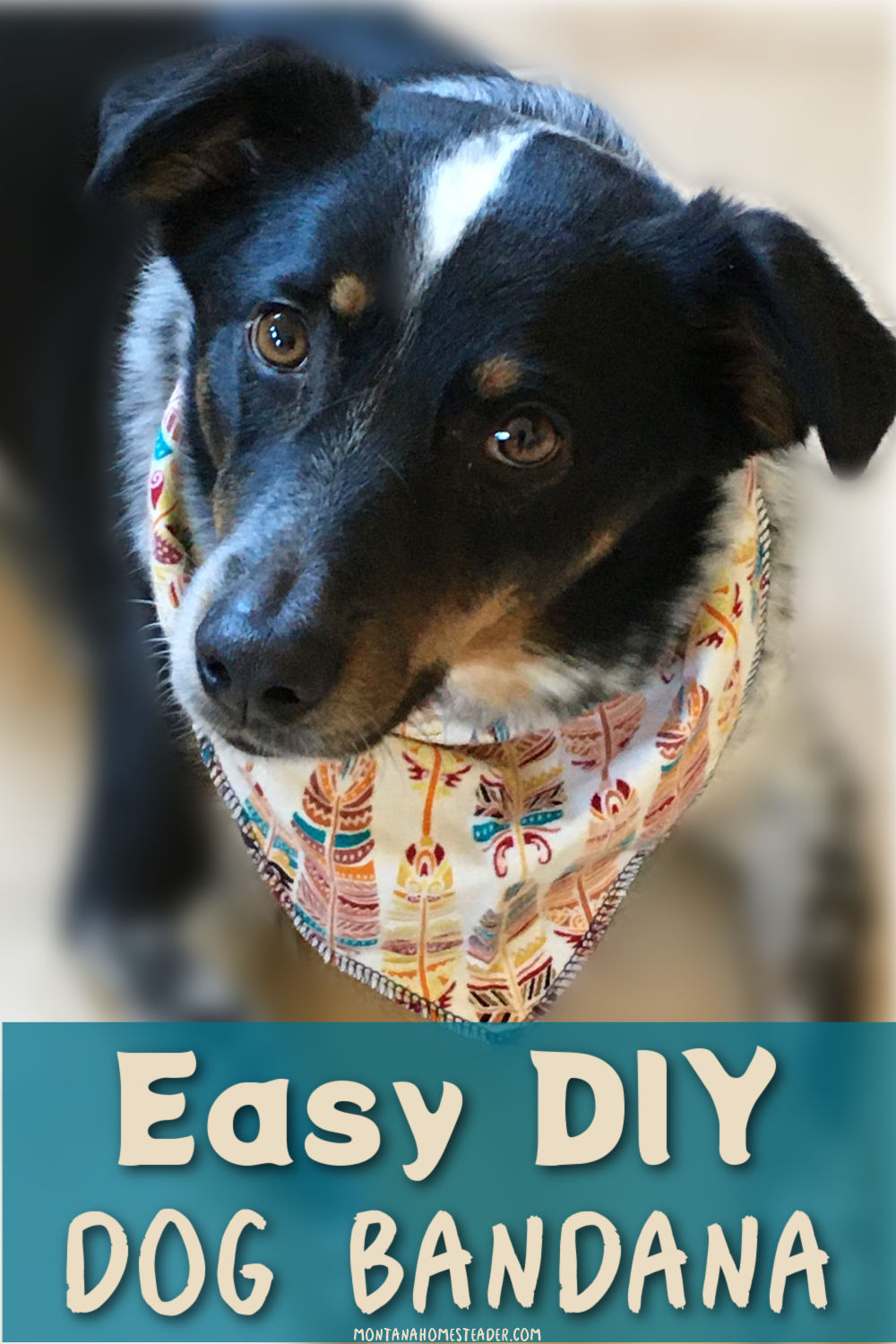 How to sew a dog bandana easy DIY dog bandana black white brown colored Australian shepherd mix dog wearing homemade dog bandana with feather print fabric