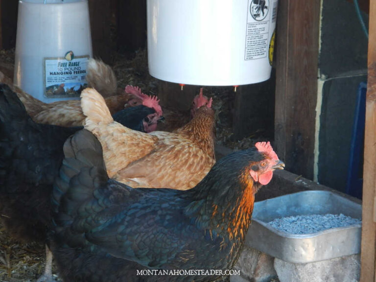 A Beginner's Guide to Raising Backyard Chickens for Eggs - Montana ...