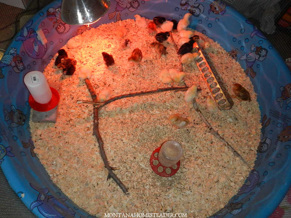 How to raise chicks how to make a DIY kiddie pool chick brooder baby chicks under heat lamp with feeders and waterer in a kids pool chick brooder