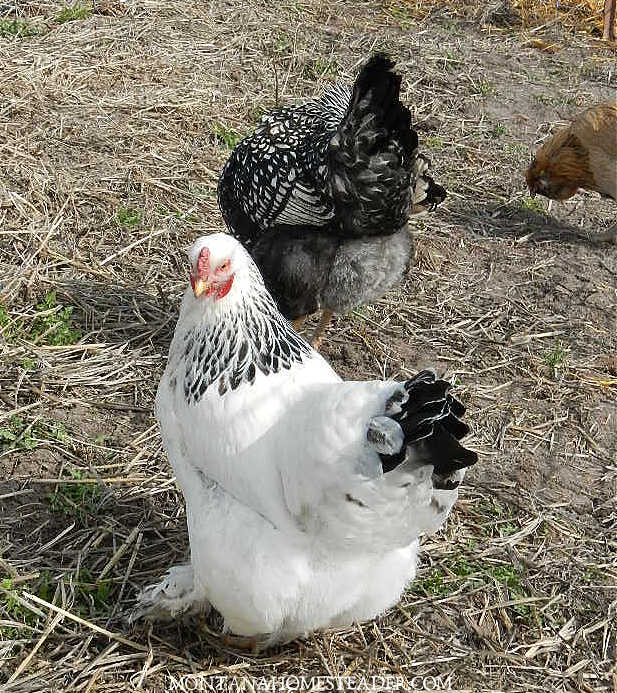 How to start raising chickens for eggs white brahma hen and silver laced Wyandotte hen foraging in pasture