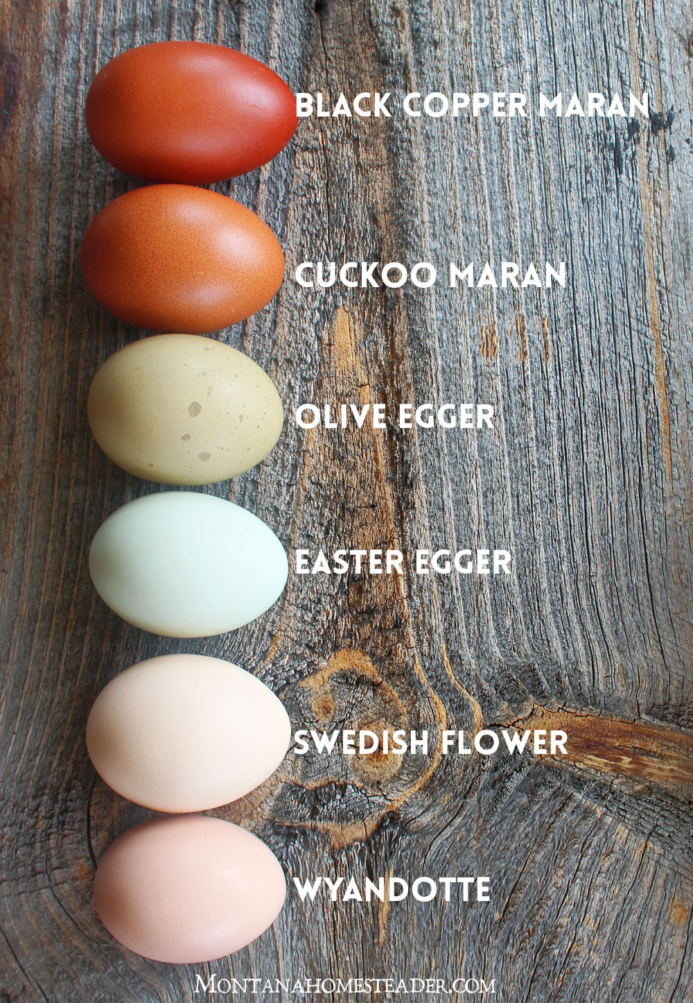 Chicken Breeds For A Colorful Rainbow Of Eggs Montana Homesteader Chicken Breeds For A Colorful Rainbow Of Eggs Montana Homesteader