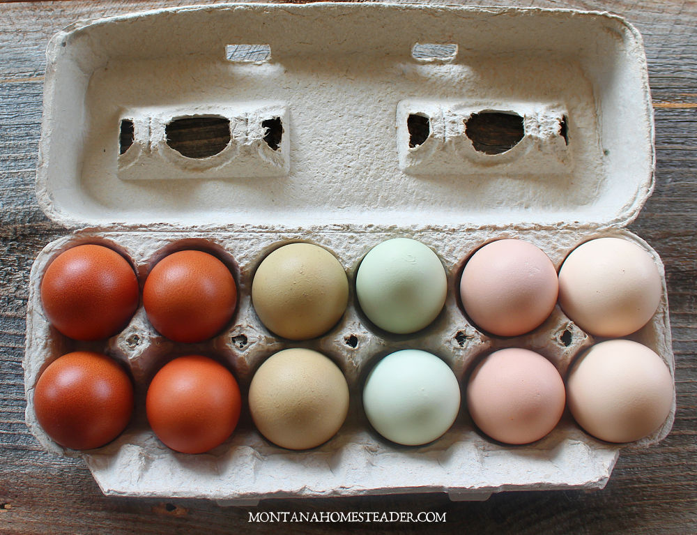 What breeds of chickens to raise for colorful rainbow of eggs egg carton with colorful eggs dark brown green blue pink cream eggs