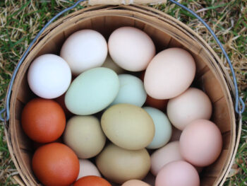 Which chicken breeds lay colorful rainbow of eggs egg basket full of colorful rainbow eggs cream brown blue green eggs