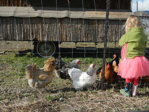 A Beginner's Guide to Raising Backyard Chickens for Eggs - Montana ...