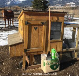 A Beginner's Guide to Raising Backyard Chickens for Eggs - Montana ...