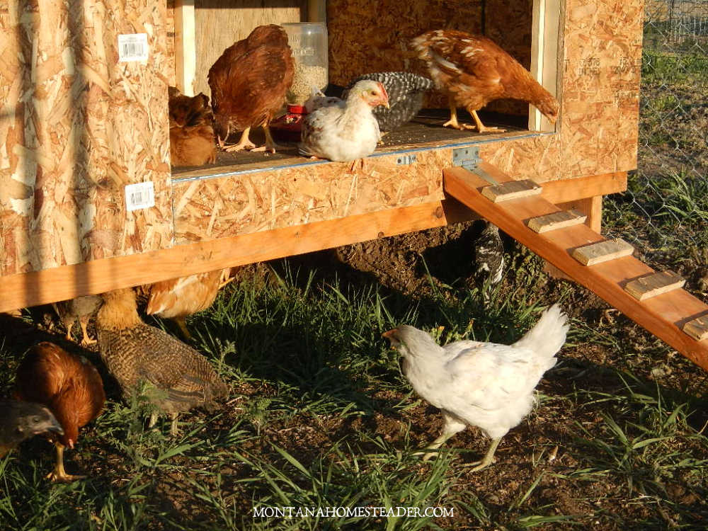 How to start raising chickens for eggs what is a pullet coop with several pullets perched and pullets foraging on the ground