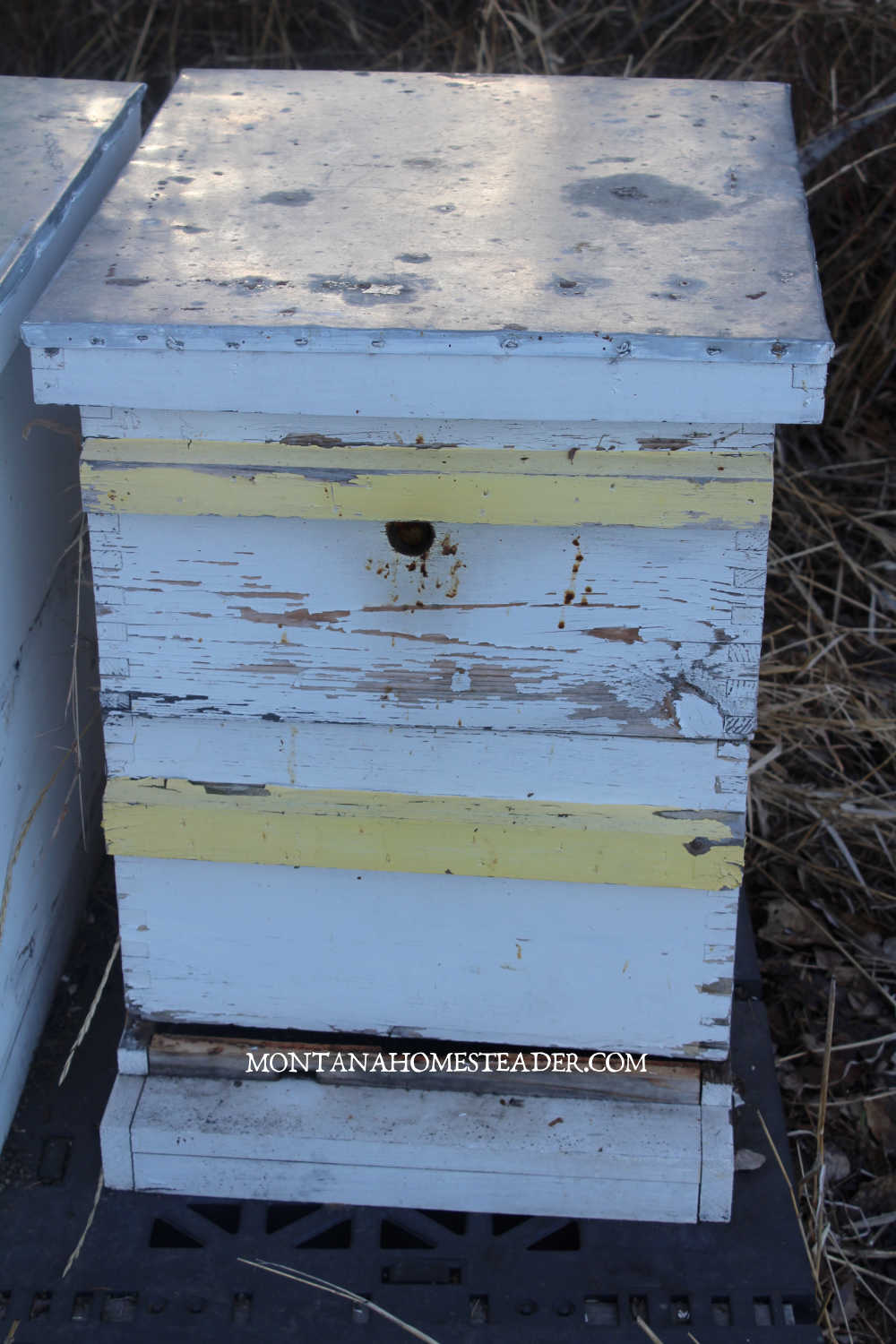Spring beekeeping chores on the homestead cleaning out bee hives painting beehives weathered white and yellow beehive with chipping paint