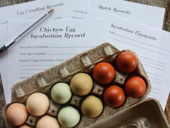 digital printable forms to track chicken egg incubation chick hatching records